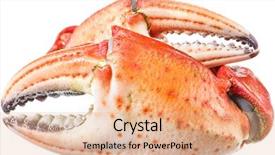  Presentation with cooked brown crab or edible - Amazing PPT theme having exoskeleton - cooked crab claws file contains backdrop and a coral colored foreground