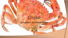  Presentation with crab - Presentation theme with exoskeleton - cooked crab file contains clipping background and a coral colored foreground