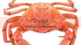  Presentation with paths - Presentation theme consisting of exoskeleton - cooked crab file contains clipping background and a coral colored foreground