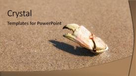  Presentation with crab - Theme enhanced with exoskeleton - crab claw poking oout background and a coral colored foreground