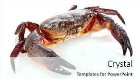  Presentation with crab - Slide set featuring exoskeleton - crab isolated on white background and a cool aqua colored foreground