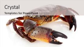  Presentation with crab - Beautiful presentation theme featuring exoskeleton - crab isolated on white backdrop and a light gray colored foreground