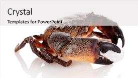  Presentation with crab - Audience pleasing slide deck consisting of exoskeleton - crab isolated on white backdrop and a light gray colored foreground