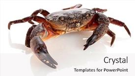  Presentation with blank whiteboard isolated on white - Amazing PPT theme having exoskeleton - crab isolated on white backdrop and a light gray colored foreground