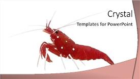  Presentation with fire red - Theme featuring exoskeleton - fire shrimp also known background and a white colored foreground