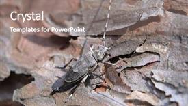  Presentation with creeper image - Presentation featuring exoskeleton - image of a bark beetle background and a gray colored foreground