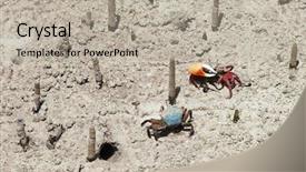  Presentation with crabs - Theme featuring exoskeleton - mangrove crabs fight seychelles background and a mint green colored foreground