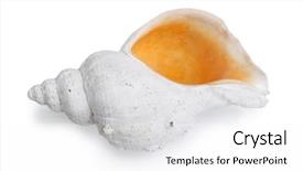  Presentation with sea shell - Slide deck having exoskeleton - marine sea shell background and a white colored foreground