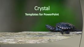  Presentation with new born - Beautiful slide deck featuring exoskeleton - new born turtle walks backdrop and a tawny brown colored foreground