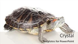  Presentation with ear - Slides featuring exoskeleton - red ear turtle isolated background and a mint green colored foreground