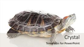  Presentation with ear - Presentation design having exoskeleton - red ear turtle isolated background and a soft green colored foreground