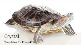  Presentation with red earedr turtle sunning - Colorful presentation theme enhanced with exoskeleton - red ear turtle isolated backdrop and a soft green colored foreground
