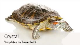  Presentation with ear - PPT layouts with exoskeleton - red ear turtle isolated background and a soft green colored foreground