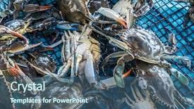  Presentation with crabs - Audience pleasing slide set consisting of exoskeleton - several blue crabs backdrop and a ocean colored foreground