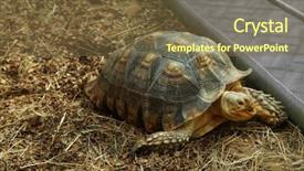  Presentation with zoo laut - Amazing PPT layouts having exoskeleton - turtle in zoo close-up backdrop and a  colored foreground