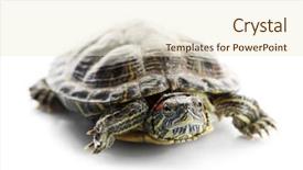  Presentation with turtle - Presentation theme enhanced with exoskeleton - turtle isolated on white background background and a lemonade colored foreground