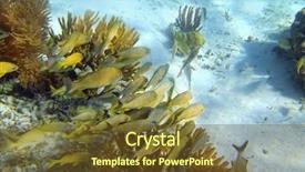  Presentation with caribbean - PPT theme with exotic animal life - caribbean sea reef yellow grunt background and a  colored foreground