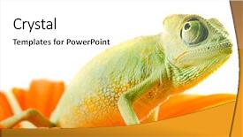  Presentation with isolation - Colorful PPT layouts enhanced with exotic animal life - chameleon on flower isolation backdrop and a  colored foreground