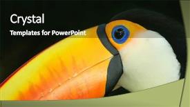  Presentation with focus - PPT theme with exotic animal life - colorful toucan on black background background and a black colored foreground