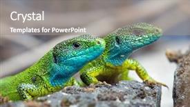  Presentation with animal - Presentation theme with this is fishing tackle on wooden weathered surface background and a tawny brown colored foreground