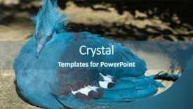  Presentation with pigeon pea - Audience pleasing slide deck consisting of close up of fried chicken in a plastic container isolated on white backdrop and a tawny brown colored foreground