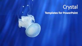  Presentation with exotic animals - Presentation design featuring exotic animals - beautiful white jellyfish background and a cobalt blue colored foreground
