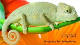  Presentation with exotic animals - Presentation design enhanced with exotic animals - chameleon on flower isolation background and a gold colored foreground
