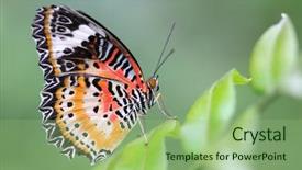  Presentation with exotic animals - Theme with exotic animals - closeup shot of beautiful butterfly background and a seafoam green colored foreground