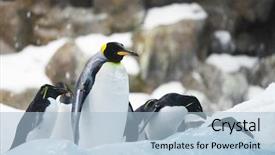  Presentation with exotic animals - Audience pleasing presentation theme consisting of exotic animals - emperor penguins on rocks near backdrop and a light blue colored foreground