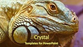  Presentation with exotic animals - Presentation theme consisting of exotic animals - head portrait of a green background and a  colored foreground