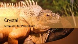  Presentation with exotic animals - PPT theme featuring exotic animals - image of a lizard background and a yellow colored foreground