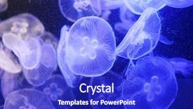  Presentation with exotic animals - Presentation consisting of purple background - woman covered in glitter background and a navy blue colored foreground