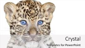  Presentation with exotic animals - Presentation theme featuring exotic animals - leopard cub isolated on white background and a white colored foreground