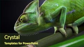  Presentation with exotic animals - Amazing slides having exotic animals - lizard families chameleon backdrop and a tawny brown colored foreground