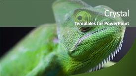  Presentation with families - Theme with exotic animals - lizard families chameleon background and a  colored foreground