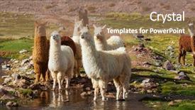  Presentation with exotic animals - Colorful PPT theme enhanced with exotic animals - llama in argentina backdrop and a coral colored foreground