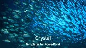  Presentation with exotic animals - PPT theme featuring exotic animals - tuna fish background and a ocean colored foreground