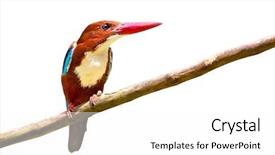  Presentation with exotic animals - Presentation theme with exotic animals - white-throated kingfisher bird isolated background and a white colored foreground