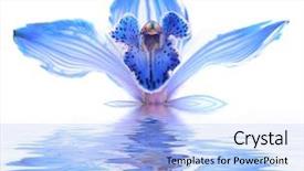  Presentation with blue water lily - Amazing presentation theme having exotic blue orchid in water backdrop and a light blue colored foreground
