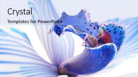  Presentation with beautiful orchid flowers - Slides enhanced with exotic blue orchid background and a light blue colored foreground