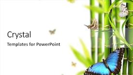  Presentation with lucky bamboo - Slide set consisting of exotic butterflies in bamboo isolated background and a white colored foreground