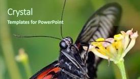  Presentation with natural food grocery - Cool new presentation theme with exotic butterfly in natural habitat papilio memnon agenor backdrop and a tawny brown colored foreground