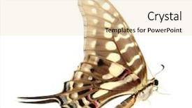  Presentation with exotic soap - Theme having exotic butterfly isolated on white background and a lemonade colored foreground