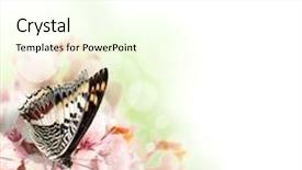  Presentation with cherry - Cool new presentation theme with exotic butterfly on cherry blossoms backdrop and a cream colored foreground