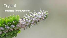  Presentation with plant issue - Presentation theme featuring exotic-cactus-plant-close-up background and a gray colored foreground