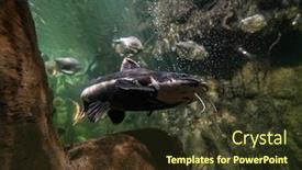  Presentation with catfish - Slide deck consisting of exotic-catfish-in-an-aquarium background and a tawny brown colored foreground