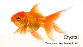  Presentation with goldfish - Amazing PPT theme having exotic fish - goldfish isolated on white background backdrop and a lemonade colored foreground