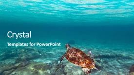  Presentation with fish turtle - Theme featuring exotic fish - green turtle in nature background and a ocean colored foreground