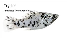  Presentation with art black and white marble - Audience pleasing PPT theme consisting of exotic fish - sailfin molly - dalmatian molly backdrop and a  colored foreground