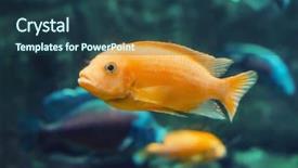  Presentation with fish aquarium - Amazing presentation theme having exotic fish in aquarium backdrop and a ocean colored foreground